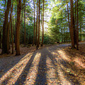 Sunlit Forest Path in Shallow Falls State Park